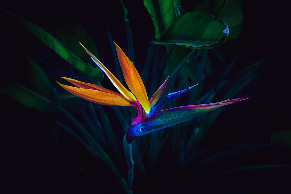 bird_of_paradise_flower